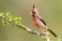 Pyrrhuloxia