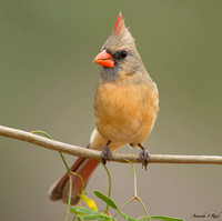 Northern Cardinal