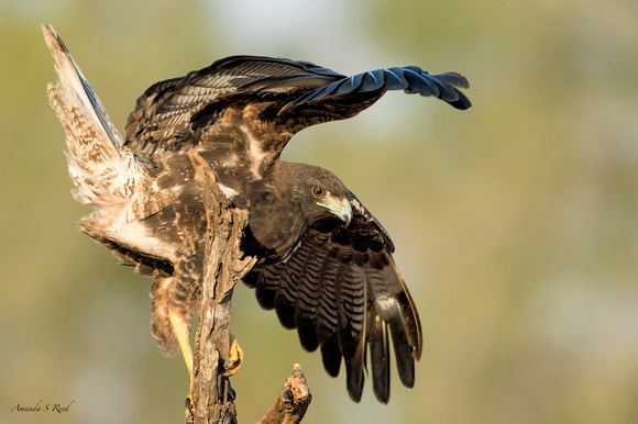 White-tailed Hawk (JV)