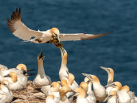 Northern Gannets