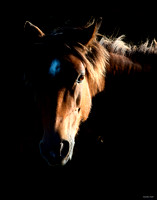 Wild Horses - Outer Banks