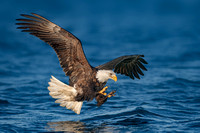 Alaska - Eagles